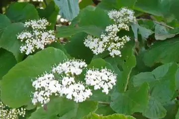 ガマズミ・天王森泉公園