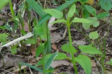 アカネ・天王森泉公園