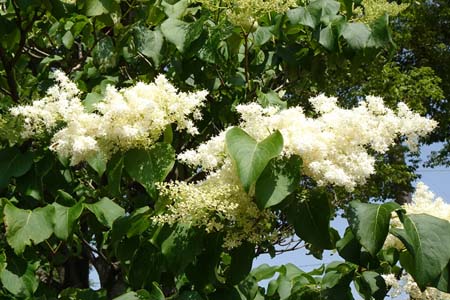 ハシドイ・俣野公園