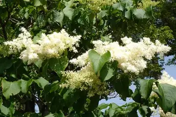 ハシドイ・俣野公園