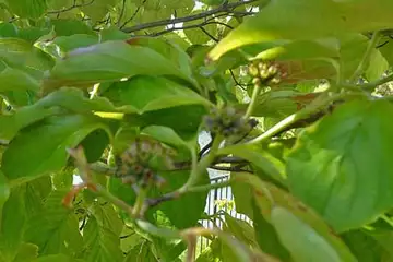 ハナミズキ・俣野公園