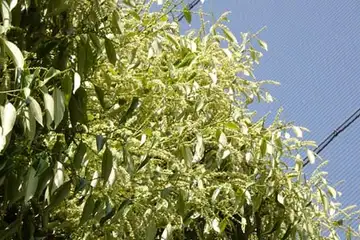 スダジイ・俣野公園