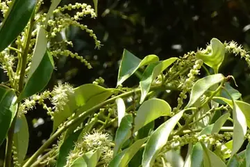 スダジイ・俣野公園