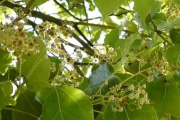 クスノキ・俣野公園