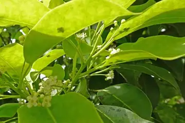 ヨソゴ・阿久和川