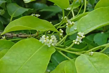 ヨソゴ・阿久和川