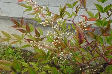 ナンテン・阿久和川