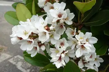 シャリンバイ・阿久和川