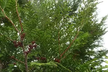 ヒノキ・阿久和川