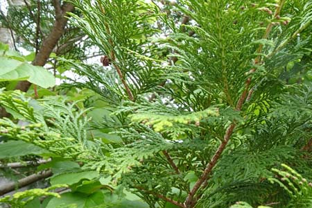 ヒノキ・阿久和川