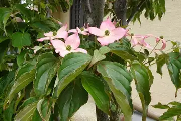 ベニバナヤマボウシ・阿久和川