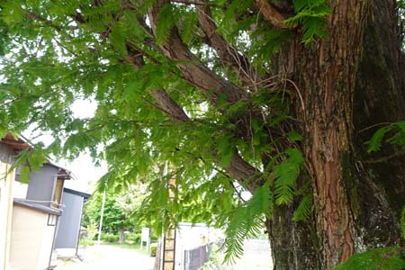 メタセコイア・阿久和川
