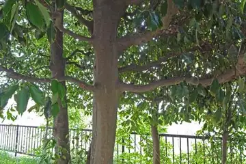 アラカシ