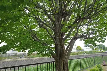 カツラ・阿久和川