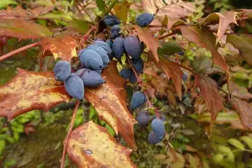 ヒイラギナンテン・阿久和川