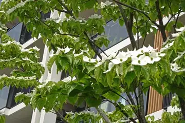 ヤマボウシミルキーウェイ・平戸川