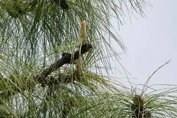 ダイオウショウ・平戸川