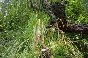ダイオウショウ・平戸川