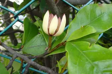 カラタネオガタマ・平戸川