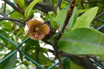カラタネオガタマ・平戸川