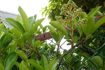 サンゴジュ・平戸川