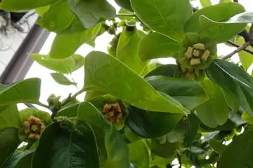 カキノキ・平戸川