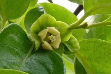 カキノキ・平戸川