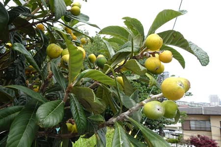 ビワ・平戸川