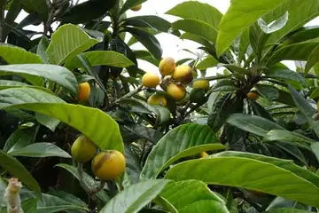 ビワ・平戸川