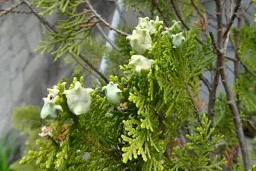 コノテガシワ・平戸川