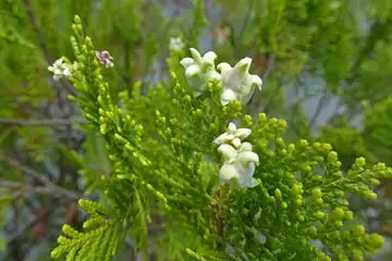 コノテガシワ・平戸川