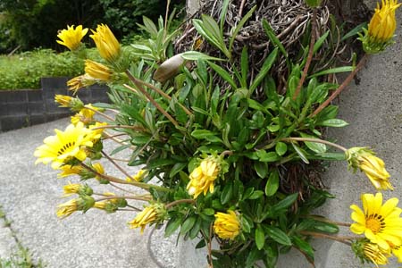 ガザニア・平戸川