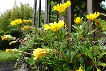 ガザニア・平戸川