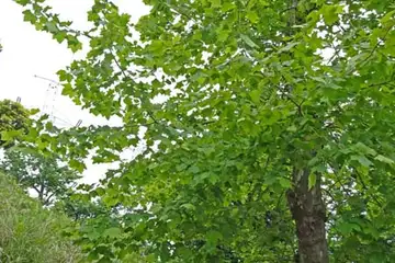 プラタナス