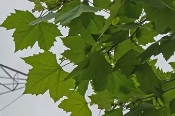 プラタナス