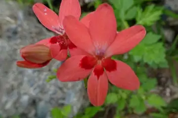 ヒメヒオウギ・阿久和川