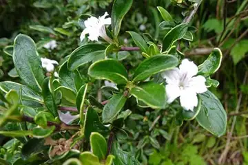 ハクチョウゲ・阿久和川