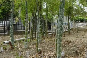 キッコウチク・阿久和川