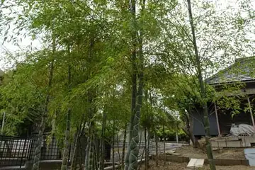 キッコウチク・阿久和川