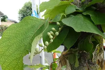 ハクウンボク・阿久和川