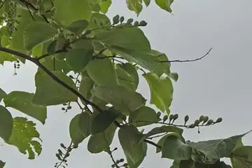 ハクウンボク・阿久和川