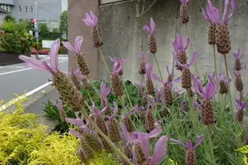 フレンチラベンダー・阿久和川
