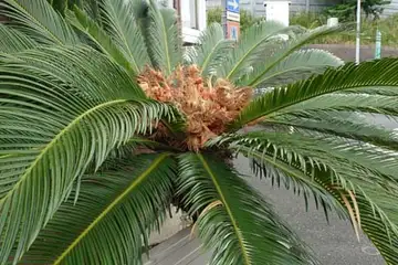 ソテツ・阿久和川