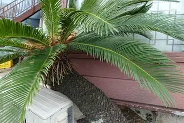ソテツ・阿久和川
