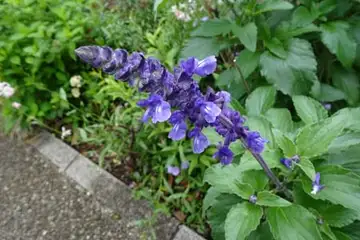 ブルーサルビア・阿久和川