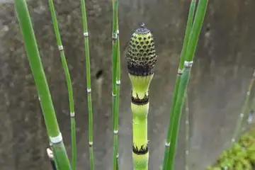 トクサ・阿久和川