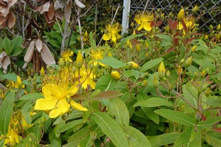 ビヨウヤナギ・阿久和川
