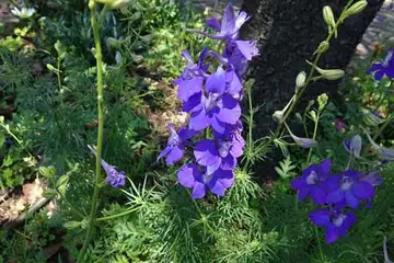 ルリヒエンソウ・阿久和川