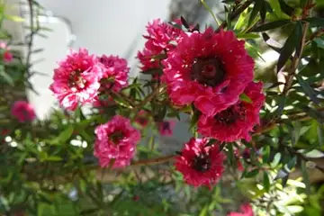 ギョリュウバイ・阿久和川