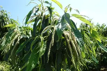 クリ・名瀬川